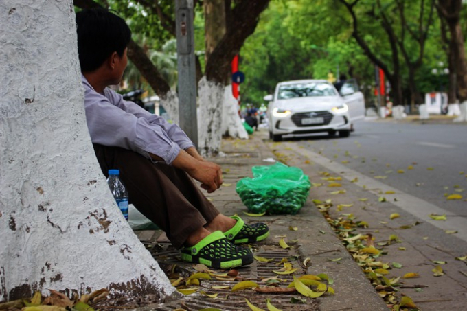 Trèo sấu ở Hà Nội thu nhập hơn trăm triệu mỗi mùa 