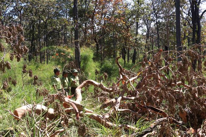 Gần 16.000ha rừng tự nhiên ở Tây Nguyên bị mất trong năm 2019