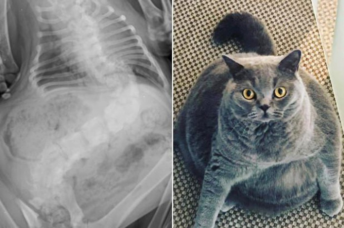 Chú mèo Pitoe bị chứng bệnh vẹo cột sống hiếm gặp 