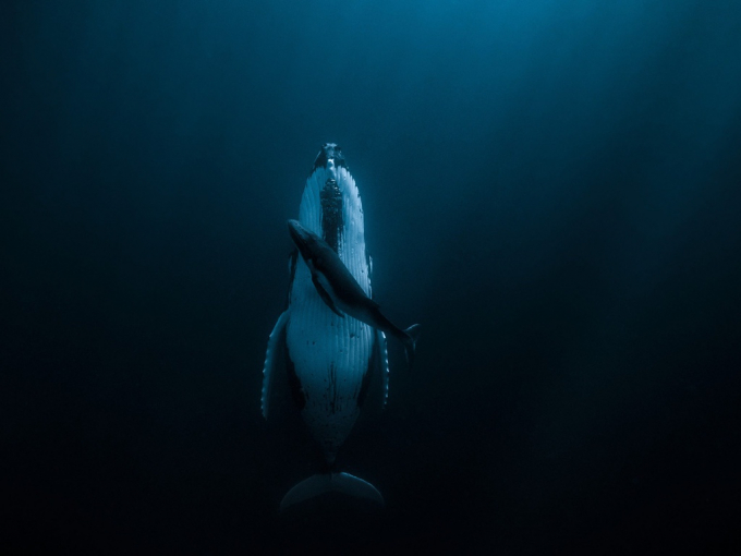 Bức ảnh được chụp ngoài khơi Tonga của Jasmine Carey đã chiến thắng giải năm nay. Trong ảnh là con cá voi mẹ lưng gù, đang bơi bên cạnh con của mình. Vẻ đẹp của tình mẫu tử được thể hiện qua không gian bao la, sâu thăm thẳm đầy bí ẩn của đại dương. Bức ảnh được đặt tên là 