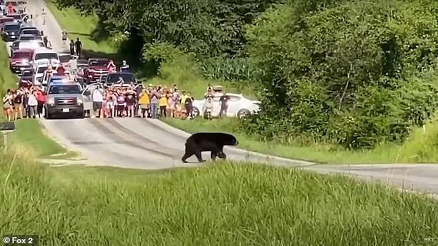 Chú gấu đen trở thành hiện tượng MXH vì đi bộ hơn 600 km dọc nước Mỹ để tìm bạn tình 