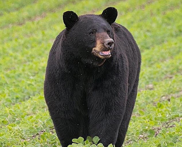 Chú gấu đen Bruno đang thực hiện cuộc hành trình đi tìm bạn tình.