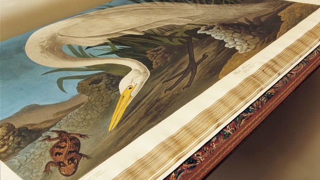 Những bản in thuộc bộ sách minh họa 4 tập Birds of America của John James Audubon từng được bán đấu giá nhiều lần. Năm 2000, cuốn sách được bán với giá 8,8 triệu USD; năm 2005 được bán với giá 5 triệu USD và năm 2010 đạt mức giá cao nhất - 11,5 triệu USD. Năm 2018  một bộ khác của cuốn sách đã bán được 9,6 triệu USD. Ảnh: Susie Cushner.