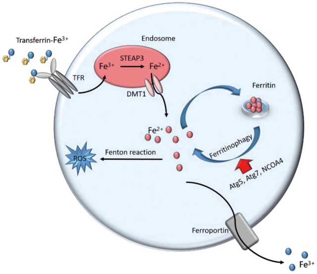   Sơ đồ mô tả quá trình ferroptosis.  
