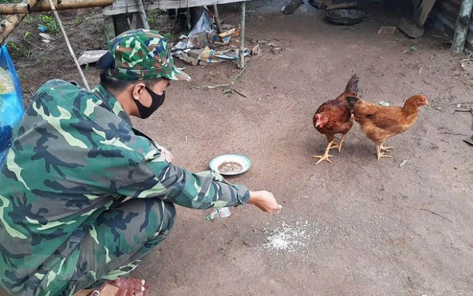   Chiến sỹ bộ đội biên phòng Quảng Trị trên chốt biên giới chăn nuôi thêm gia cầm để cải thiện bữa ăn. (Ảnh: Hồ Cầu/TTXVN)  
