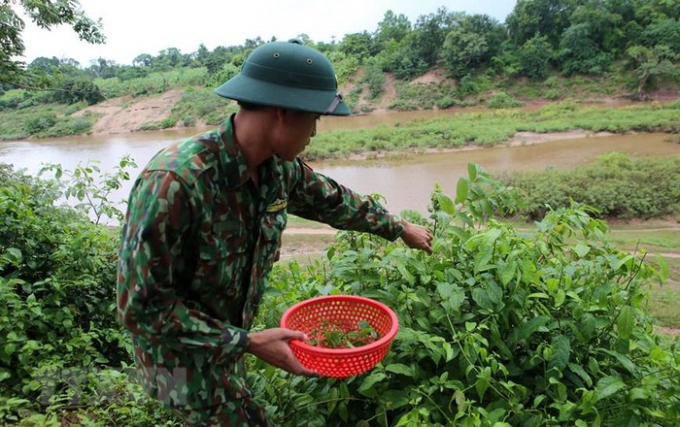   Hái rau rừng thay rau xanh cho bữa ăn của bộ đội trên chốt biên giới. (Ảnh: Hồ Cầu/TTXVN)  