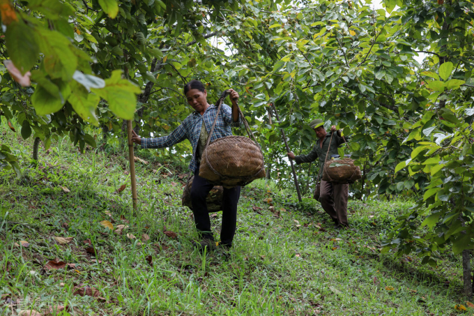 Dân trồng hồng Vành khuyên được mùa