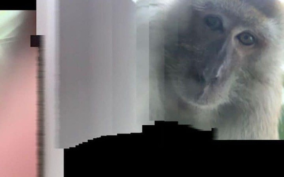   Một tấm ảnh selfie khác của chú khỉ trong điện thoại Rodzi - Ảnh: Twitter  