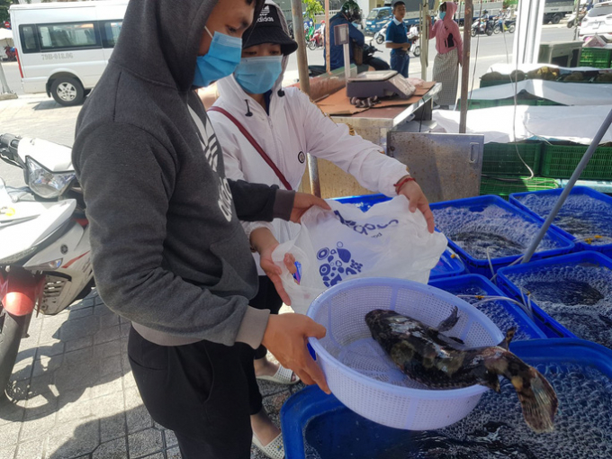 Hơn 1.000 tấn cá mú tại Khánh Hòa thiếu đầu ra, giảm giá một nửa vẫn tiêu thụ chậm