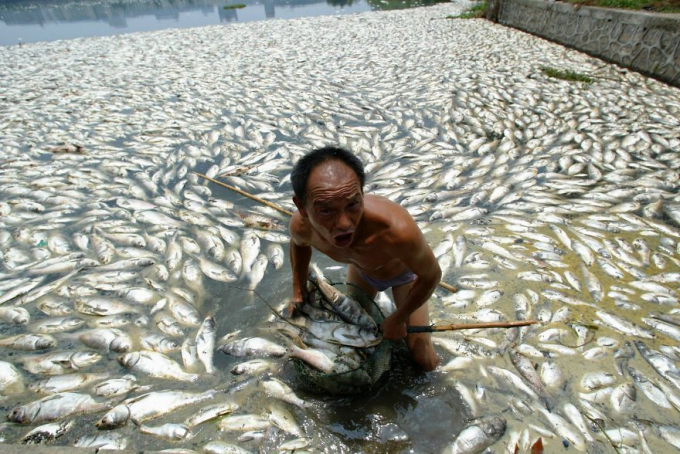 Cá chết trắng vì nguồn nước bị nhiễm độc và nỗi tuyệt vọng của người dân. 