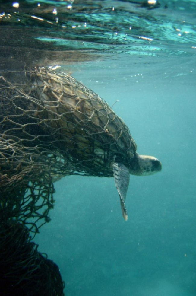 Một con rùa biển bị mắc vào lưới đánh cá của ngư dân.