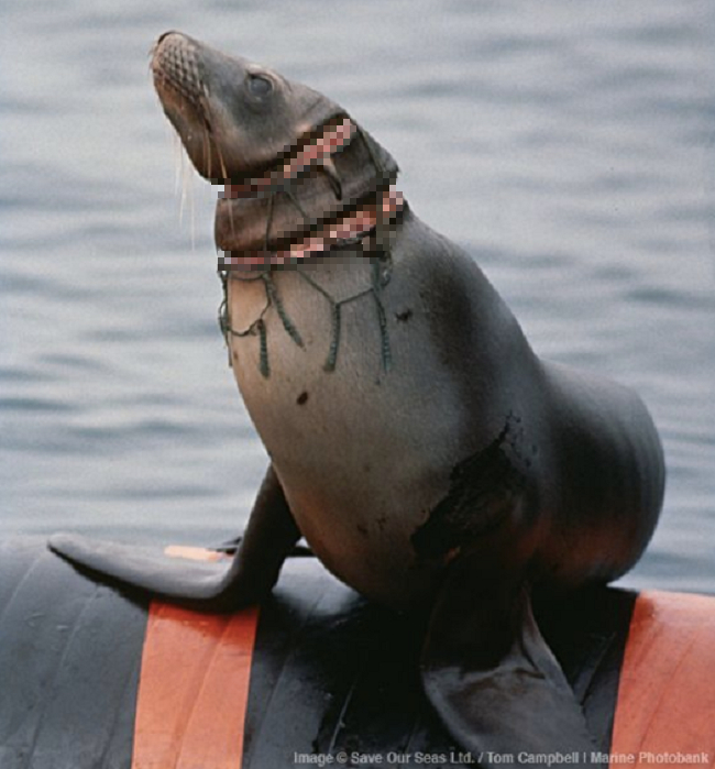 Chú hải cẩu đáng thương với chiếc cổ bị lưới đánh cá siết chặt đến mức trầy da tróc thịt.    