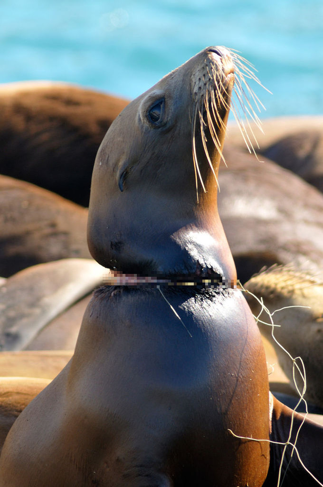 Một sợi lưới đánh cá mắc vào cổ con hải cẩu. Do bị siết chặt nên cổ của nó bị thương nặng.