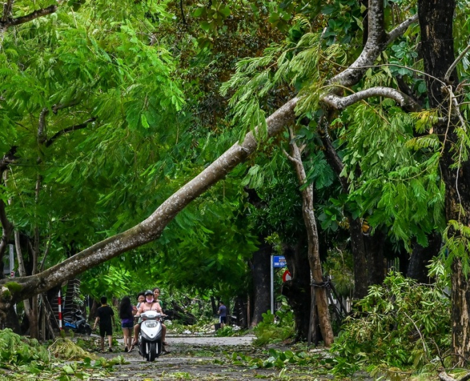Vì sao hơn 10.000 cây xanh gãy đổ sau cơn bão cấp 8-9 tại Huế cho thấy điều gì?