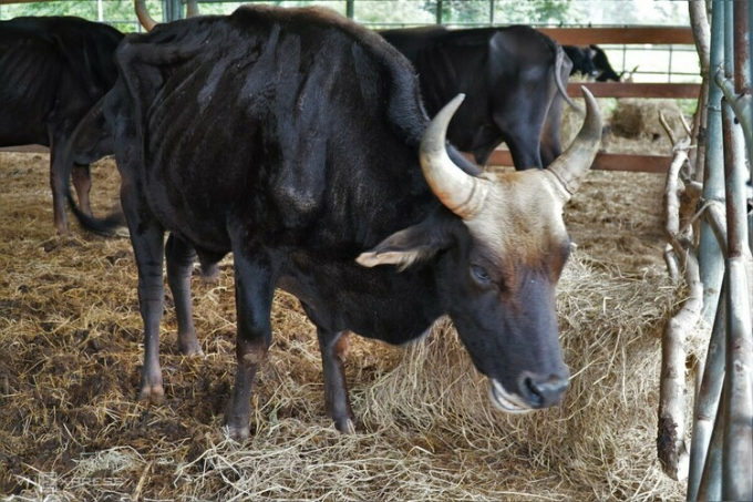 Đàn bò tót vườn quốc gia gầy trơ xương, cơ thể suy kiệt do bị 