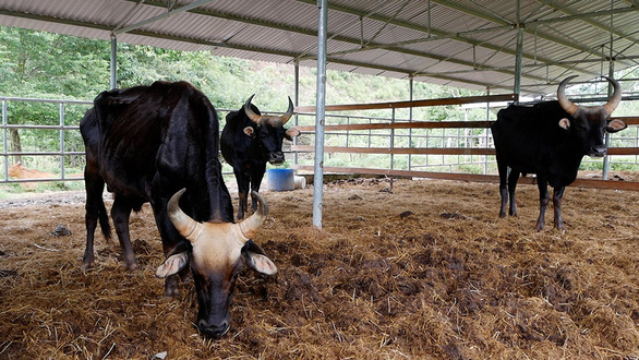   Đàn bò tót lai trong tình trạng ốm đói - Ảnh: M.TRÂN  