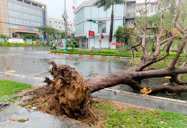 Tại Sa Huỳnh, phường Phổ Thạnh, thị xã Đức Phổ, Quảng Ngãi, gió mạnh bắt đầu thổi từ đêm qua khiến nhiều cây cối gãy đổ.