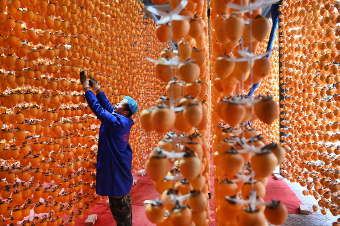 Các loại cây trồng như bí ngô, các loại trái chín như táo hay hồng cũng vào vụ thu hoạch. Trong ảnh là hồng treo gió tại Fuping, Trung Quốc. Ảnh: Xinhua/Rex/Shutterstock