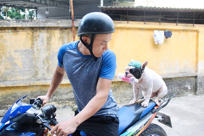 Những chú chó, mèo Việt Nam trở thành hiện tượng mạng khắp thế giới