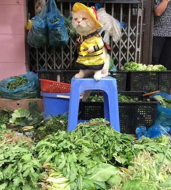 Những chú chó, mèo Việt Nam trở thành hiện tượng mạng khắp thế giới