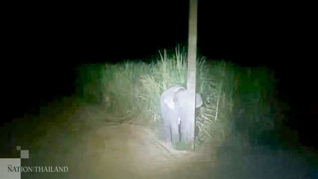 Chú voi nấp sau cột điện để che giấu thân hình của mình.