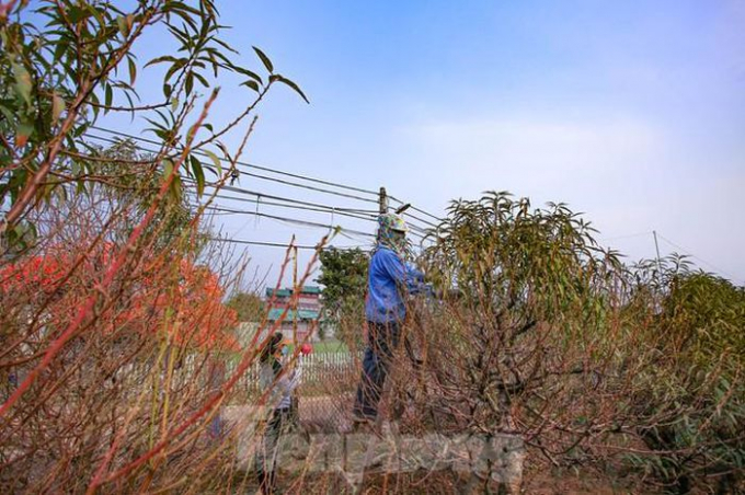   Làng đào Nhật Tân - Quảng Bá là làng trồng hoa nổi tiếng của Hà Nội. Từ lâu đã trở thành thương hiệu của đất Hà Thành và trở thành thứ không thể thiếu trong mỗi dịp tết đến.  