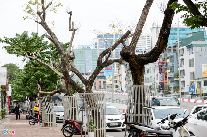 Hàng sưa đỏ trên đường Nguyễn Văn Huyên (quận Cầu Giấy) là một trong những hàng cây được thành phố đầu tư hàng chục tỷ đồng nhưng đến nay có dấu hiệu sinh trưởng kém.