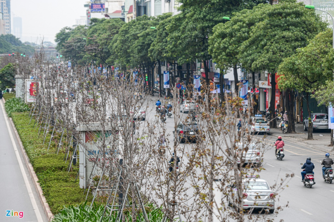 Hàng phong lá đỏ trên đường Trần Duy Hưng cũng có biểu hiện héo, lá khô ngay trên cây.