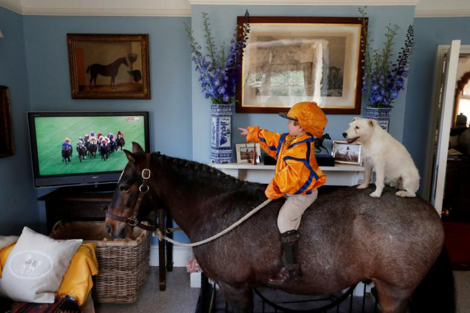Merlin Coles (3 tuổi) xem đua ngựa trên truyền hình tại nhà trong lúc ngồi trên lưng ngựa ở Bere Regis, Dorset, Anh ngày 17-6-2020.