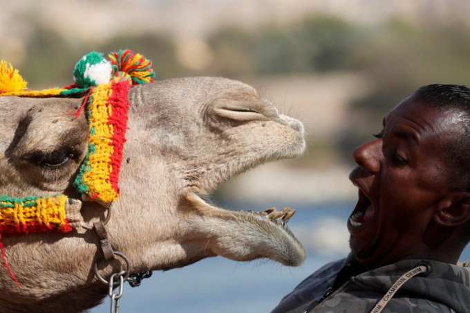 Hossam Nasser (32 tuổi) chơi đùa cùng lạc đà trước nhà ở làng Gharb Soheil, bên bờ tây sông Nile ở Aswan, Ai Cập ngày 19-2-2020.