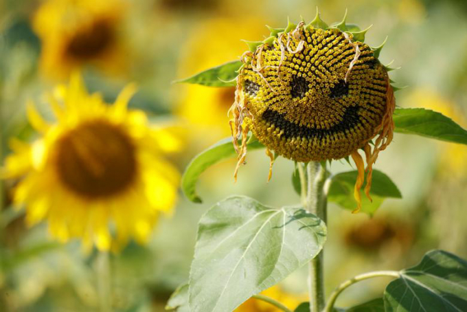 Hoa hướng dương trên cánh đồng ở Dunham Massey tạo ra mặt cười ngày 13-8-2020.
