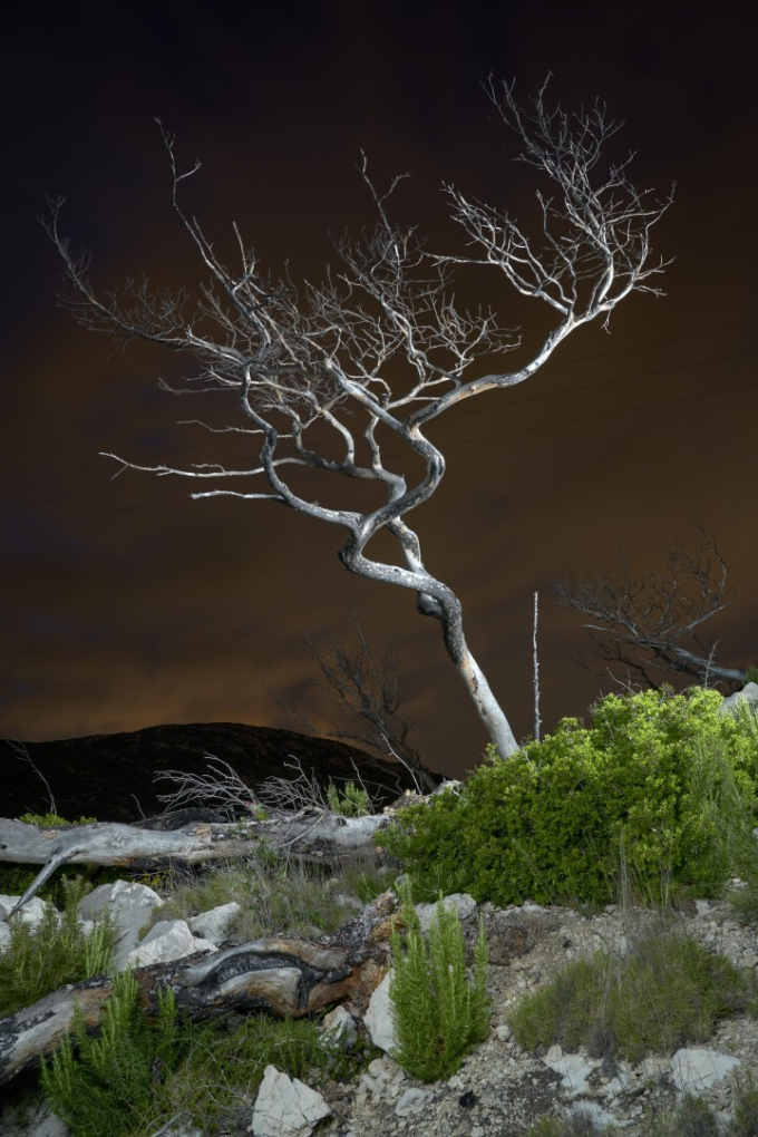 Ở chủ đề Rừng biến đổi, tác phẩm Dead Tree (Cây chết) của Charles Xelot đã dành chiến thắng.