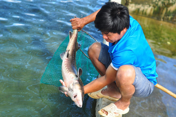   Cá tầm được nuôi tại Lâm Đồng - Ảnh: M.V.  