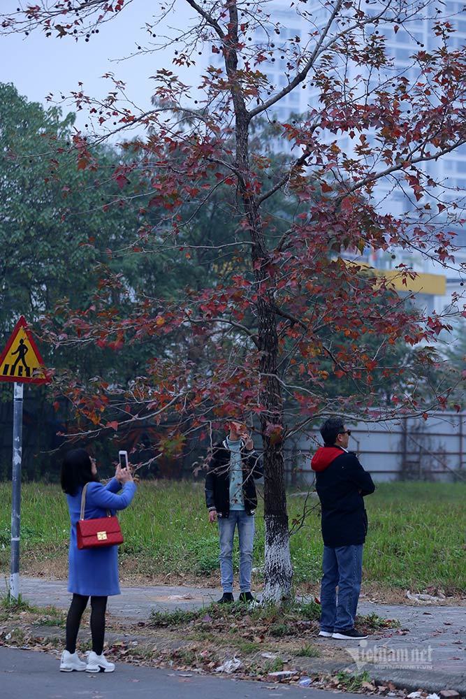 Nhiều người dân Thủ đô kéo đến con đường trồng phong lá đỏ nằm kề Đại sứ quán Hàn Quốc (Bắc Từ Liêm, Hà Nội) để chụp ảnh bên những tán lá phong đang nhuộm đỏ theo mùa.