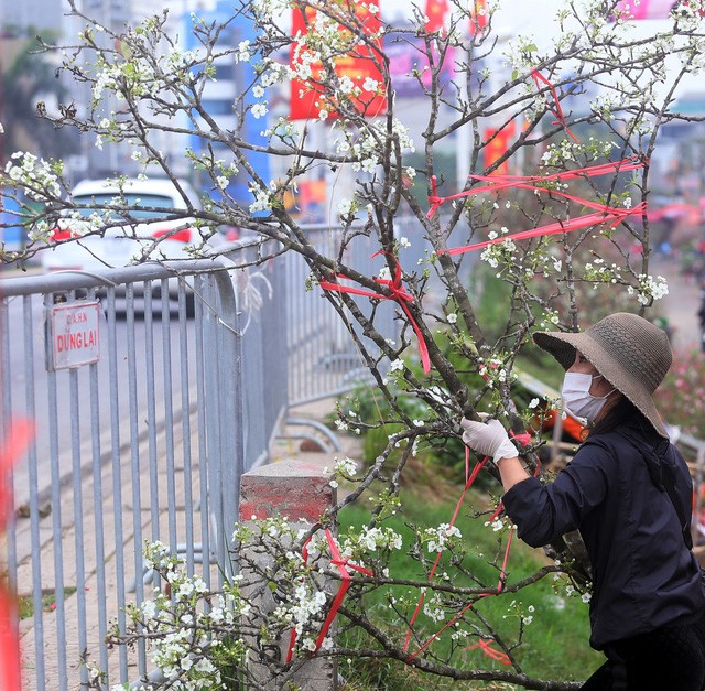Hoa lê trắng tiền triệu ngập tràn đường phố Hà Nội sau Tết