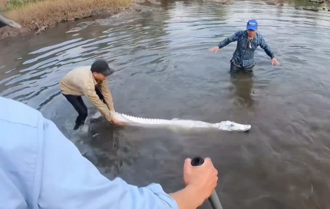 YouTuber Việt dùng sơn trắng làm giả cá sấu bạch tạng gây phẫn nộ