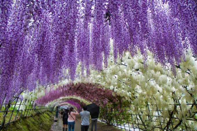 Những cây hoa tử đằng ở Nhật Bản đã sống hàng chục năm tuổi và rủ xuống.
