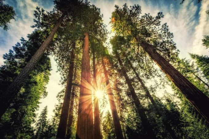 Vườn Quốc gia Sequoia ở California là nơi có một số loài cây lớn nhất thế giới. Những cái cây này có thể cao từ 85 - 115 mét và có đường kính khoảng 8 - 12 mét.