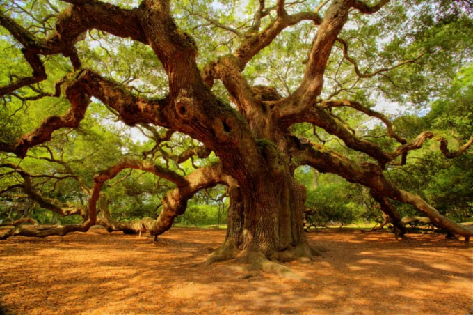 Những cây sồi thần có tuổi đời từ 400 - 500 năm được tìm thấy ở Công viên Angel Oak ở Nam Carolina.