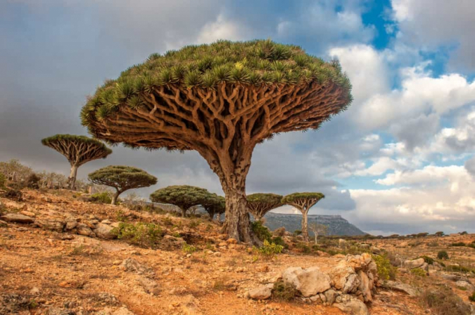 Những cây máu rồng này có thể được tìm thấy tại Socotra, một quần đảo ở Yemen.