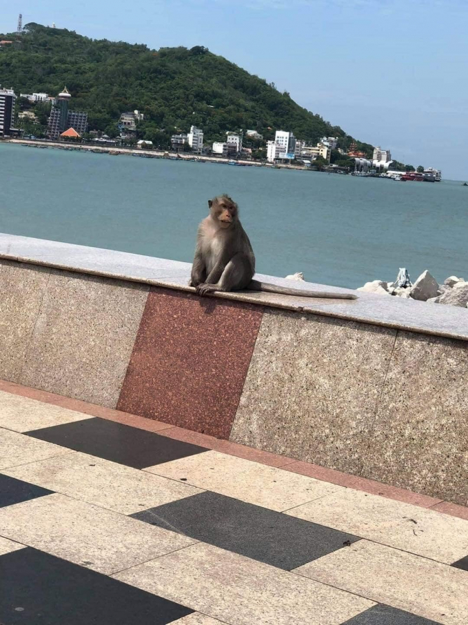 Đàn khỉ kéo nhau xuống đường phố ở Vũng Tàu sau 3 ngày giãn cách