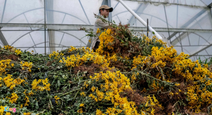           Gần 10 ngày nay, hàng chục hộ trồng hoa ở TP Đà Lạt phải tự tay nhổ bỏ hoa trong vườn vì không ai thu mua. Hàng triệu cành hoa chất đống bên ngoài các nhà vườn chờ khô để đốt.          
