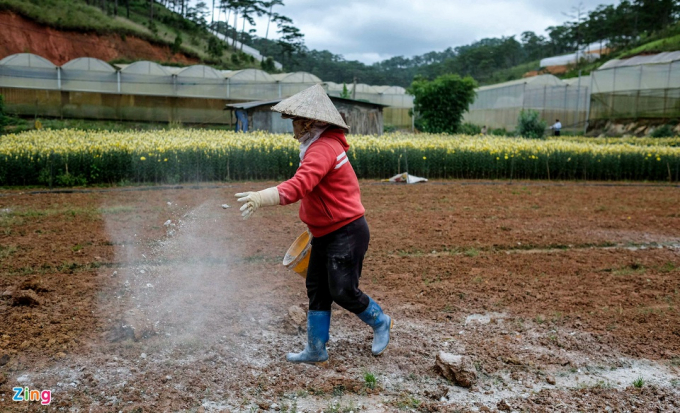           Sau khi cắt bỏ 1.000 m2 hoa cúc, bà Tiêu Thị Hồng (làng hoa Xuân Thành, TP Đà Lạt) tiếp tục làm đất, chuẩn bị gieo trồng vụ hoa mới kịp dịp lễ, tết sắp tới. 