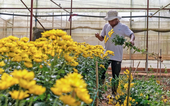           Theo các nhà vườn, thị trường TP.HCM đóng cửa, các tỉnh miền Nam khác cũng giãn cách xã hội khiến không còn nơi để xuất bán hoa Đà Lạt. 