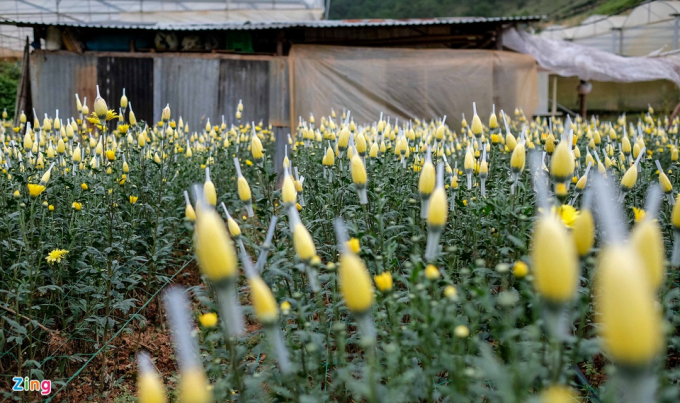           Nhiều nhà vườn ở Đà Lạt vẫn cố dưỡng hoa hy vọng bán dịp cuối tháng, ngày rằm gỡ lại ít vốn để xuống giống vụ mới.          