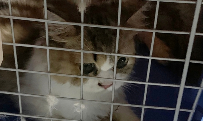  Một con mèo nhập lậu vào Đài Loan bị nhốt trong lồng trước khi đem đi tiêu hủy hôm 21/8. Ảnh: CNA.  