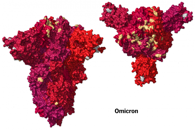  Đột biến trong protein gai của biến thể Omicron  