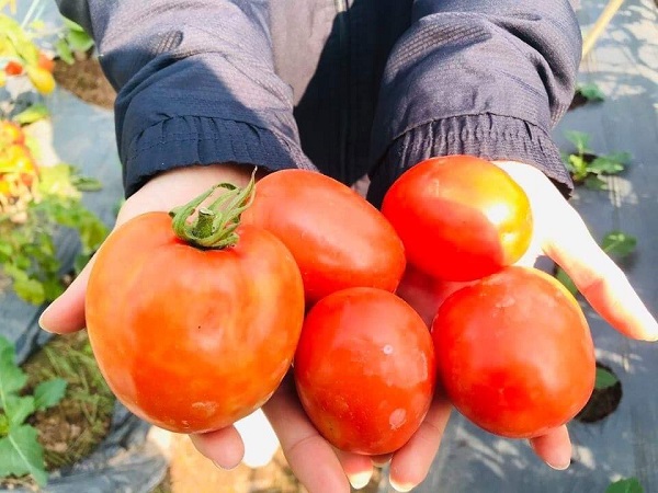Giá cà chua ở Hà Nội đắt đỏ ngang giá thịt heo, giá tăng gấp đôi trog nửa tháng