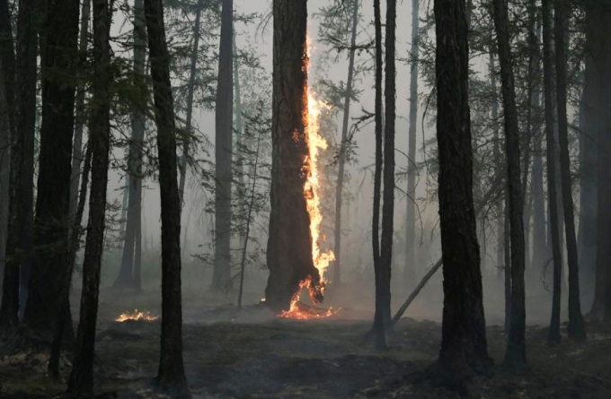 Một thân cây bốc cháy trong trận cháy rừng ở Taastaakh, vùng Yakutia, Nga, ngày 11/8/2021.