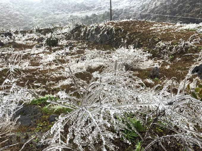 Hình ảnh băng tuyết phủ trắng cây cối tại Hà Giang